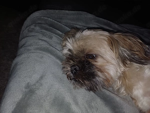 Shih-Tzu Wurfankündigung