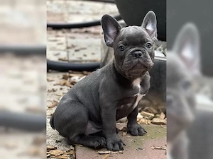 süße französische Bulldoggen Welpen!!