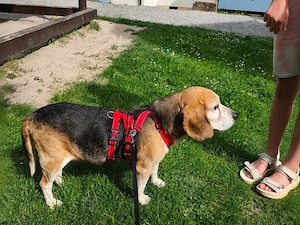 Bruno sucht sein Zuhause