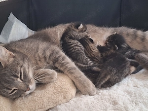 4 süße Babykatzen suchen ab mitte Juli ein Zuhause 