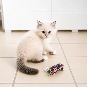 Süße Kitten dürfen ausziehen 