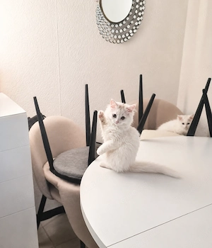Süße Kitten dürfen ausziehen 