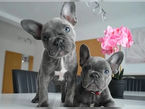 Französische Bulldoggen Welpen