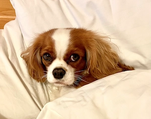 Wurfankündigung! Cavalier King Charles Spaniel Welpen! Bild 3