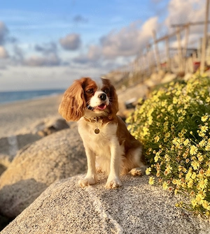 Wurfankündigung! Cavalier King Charles Spaniel Welpen! Bild 2