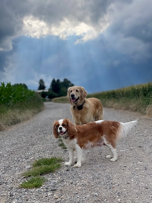 Wurfankündigung! Cavalier King Charles Spaniel Welpen! Bild 6