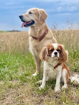 Wurfankündigung! Cavalier King Charles Spaniel Welpen! Bild 7