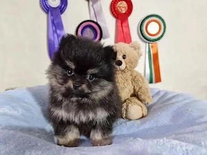 Reinrassiger Pomeranian Zwergspitz mit Ahnentafel   Bild 4