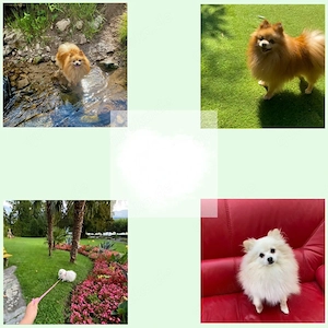 Pomeranian Spitz Welpen