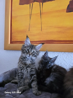 Reinrassige Mein coon Kitten 