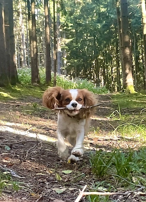 Wurfankündigung! Cavalier King Charles Spaniel Welpen! Bild 5