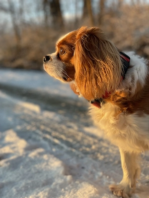 Wurfankündigung! Cavalier King Charles Spaniel Welpen! Bild 9