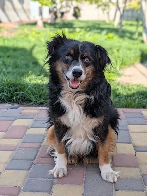 Filou, ein toller familienhund 
