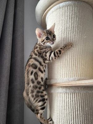Reinrassige Bengal Spotted Tabby Bengalkitten Bengal Kitten Katze
