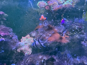 meerwasser fische nemos  aquarium nyos opus