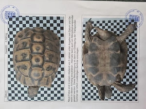 Dalmatinische Landschildschildkröte abzugeben