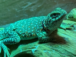 Crotaphytus collaris