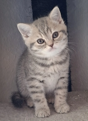 Bkh Kitten *weiblich*