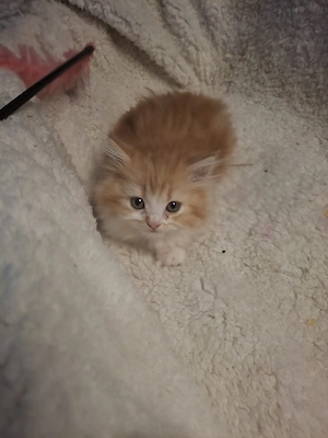 perserkitten