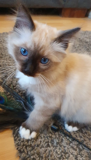 Heilige Birma Kitten - abgabebereit