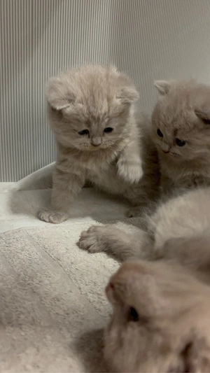 britische kurzhaar kitten    Bild 2