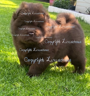 Exklusiver Chow Chow Welpe Rüde 