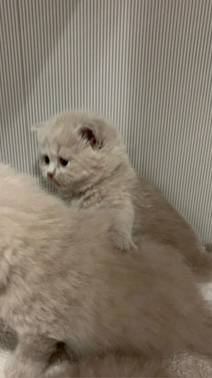 britische kurzhaar kitten    Bild 1