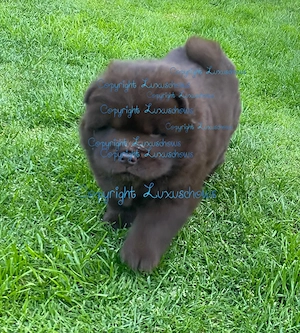 Exklusiver Chow Chow Welpe Rüde 