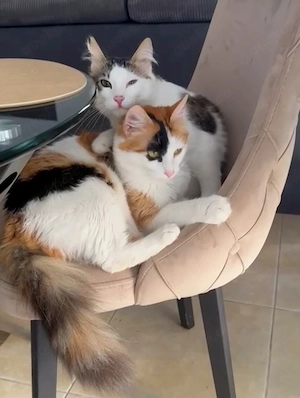 Miki und Mini suchen ein schönes Zuhause    