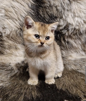 Verkaufe eine süße Katze   
