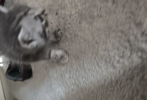British Kurzhaar kitten