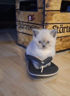 BKH Mädchen bluepoint