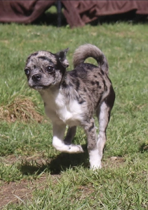 Chihuahua Hündin Glory und Tilda
