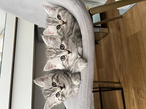 Süße britisch Kurzhaar kitten 