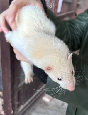 Frettchen Fähe 4 Jahre 