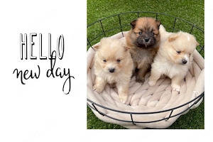 Pomeranian Spitz Welpen