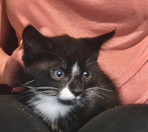 Main Coon Mix EKH Kitten ab 23.05 abgabebereit 