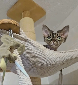     Entzückende Devon Rex Katze auf der Suche nach einem neuen Zuhause