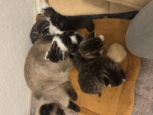 Katzen die suchen neue zu Hause