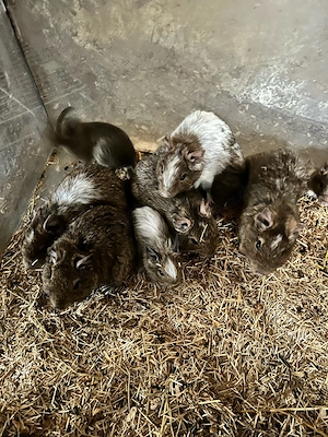 degus 