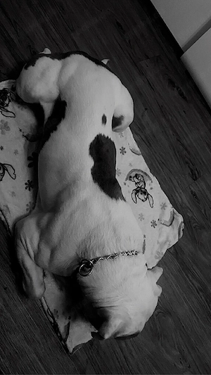 American Bully XL Rüde sucht neues Zuhause Bild 4