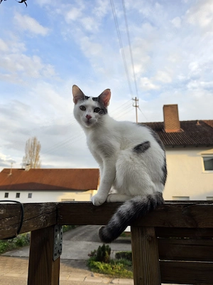 Katze Piko 