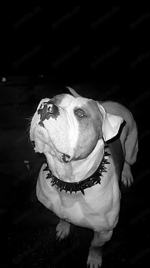 American Bully XL Rüde sucht neues Zuhause Bild 5
