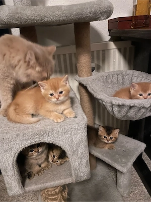 Britisch Golden Tabby 