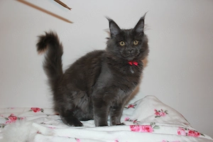 Maine Coon Kitten mit Stammbaum