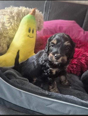 Maltipoo welpen wie pudel,havapoo,cockapoo