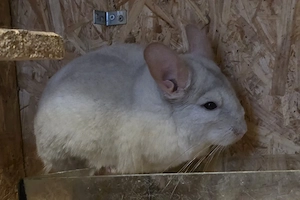 Beigeschecken BDT Chinchilla Weibchen 