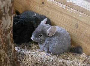 Chinchilla Weibchen zur Abgabe 