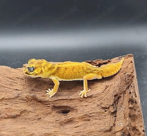 1.0 Nephrurus Levis Levis Yellow Line Männchen (Gecko)