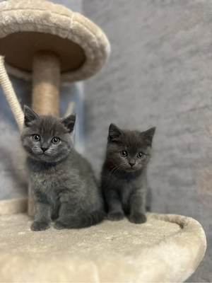 Heilige Birma+Bkh kitten abzugeben 